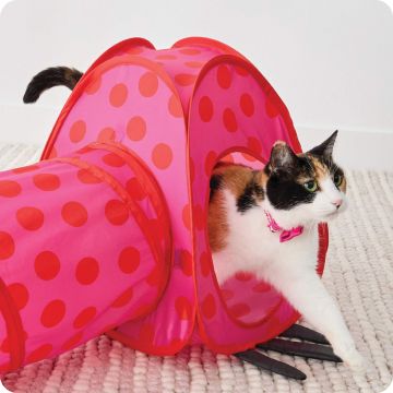 Cat sitting inside a pink heart-print pop-up tent